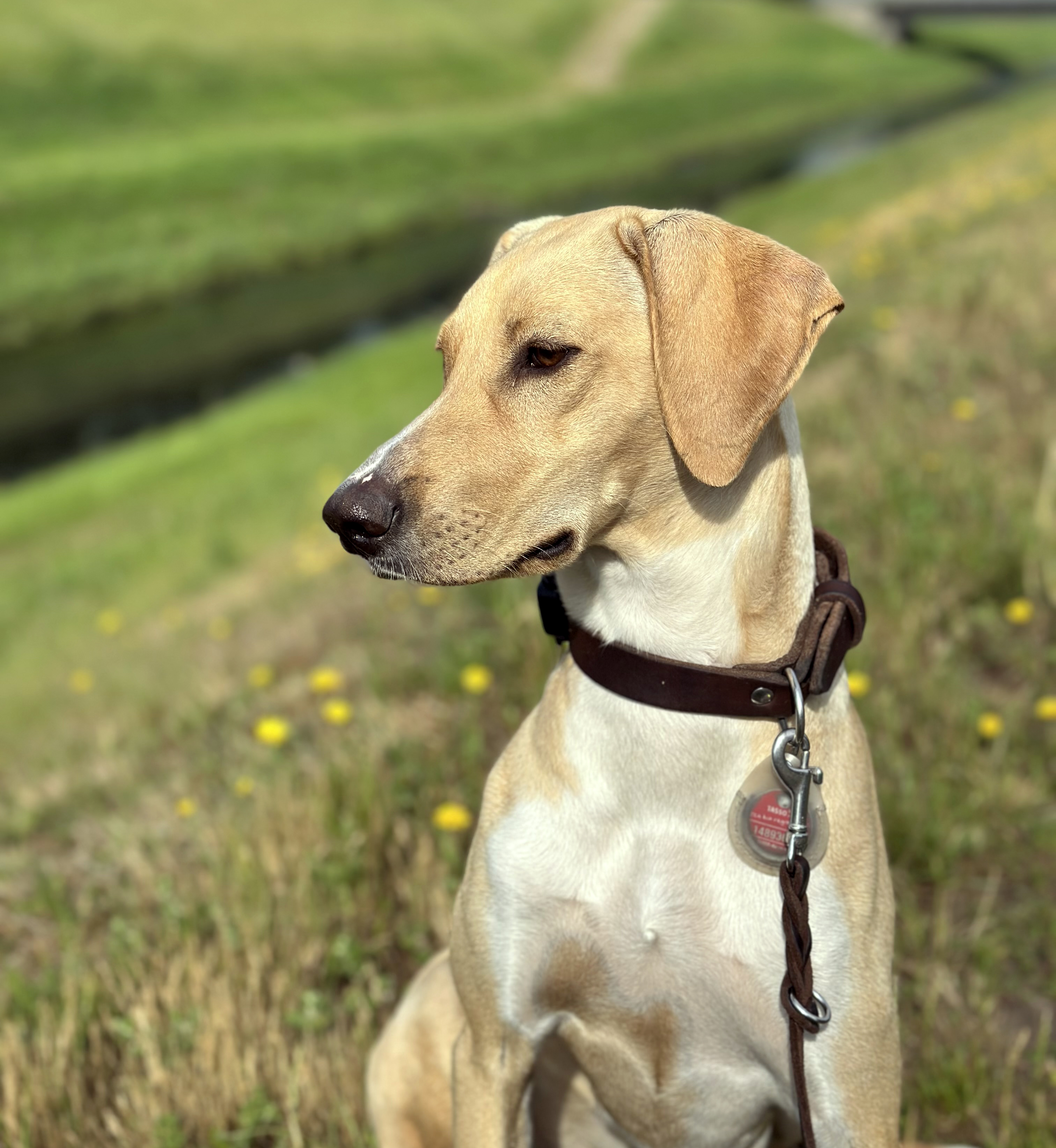 Tala